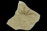 Fossil Fern Leaf (Lygodium) - Green River Formation, Utah #117964-1